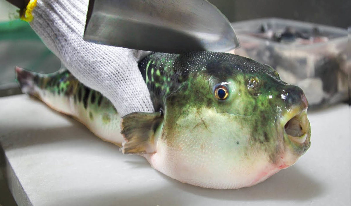 Pufferfish in China