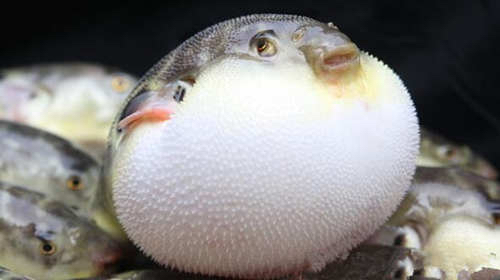Pufferfish in China, The Most Dangerous Dish