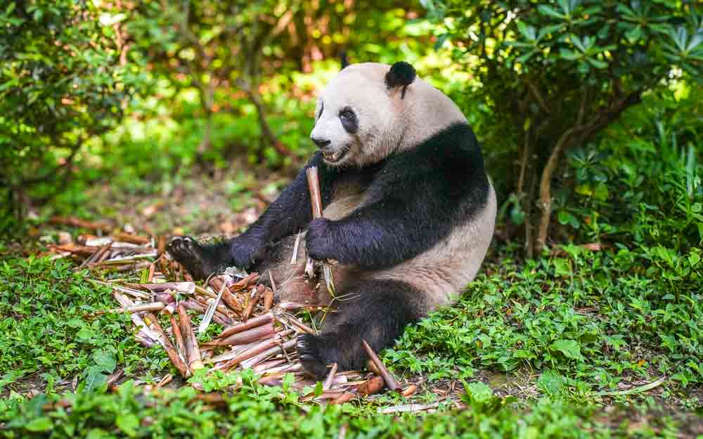 Culinary Journey of Chengdu Trip Panda Eating