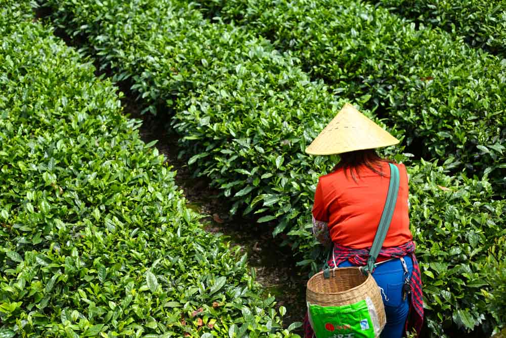 Culinary Journey of Chengdu Tea Picking