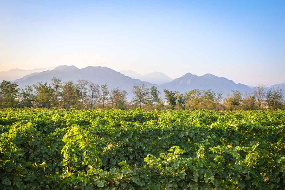 Journey Through China's Wild Northwest Wine Region of Ningxia 4 Day Trip