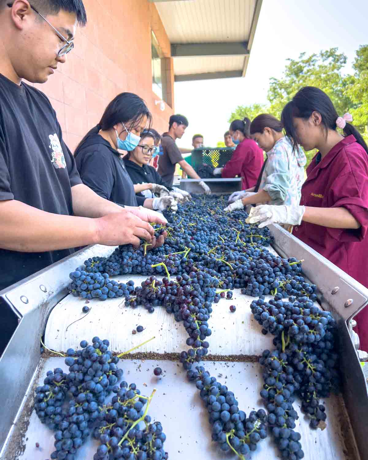 Ningxia Wineries China Wine Tasting Grapes