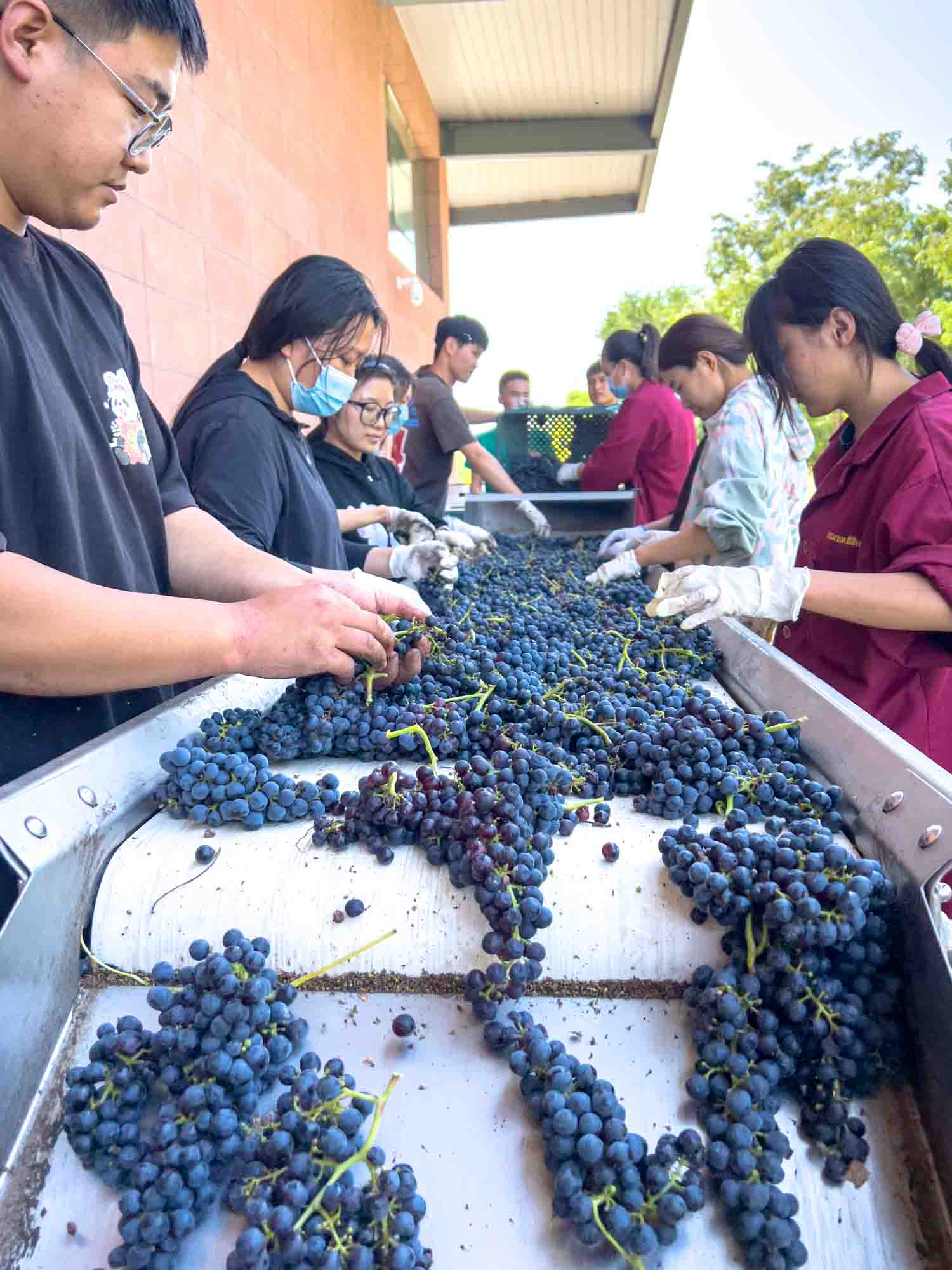 Wine Taste Through China's Wine Region of Ningxia 10