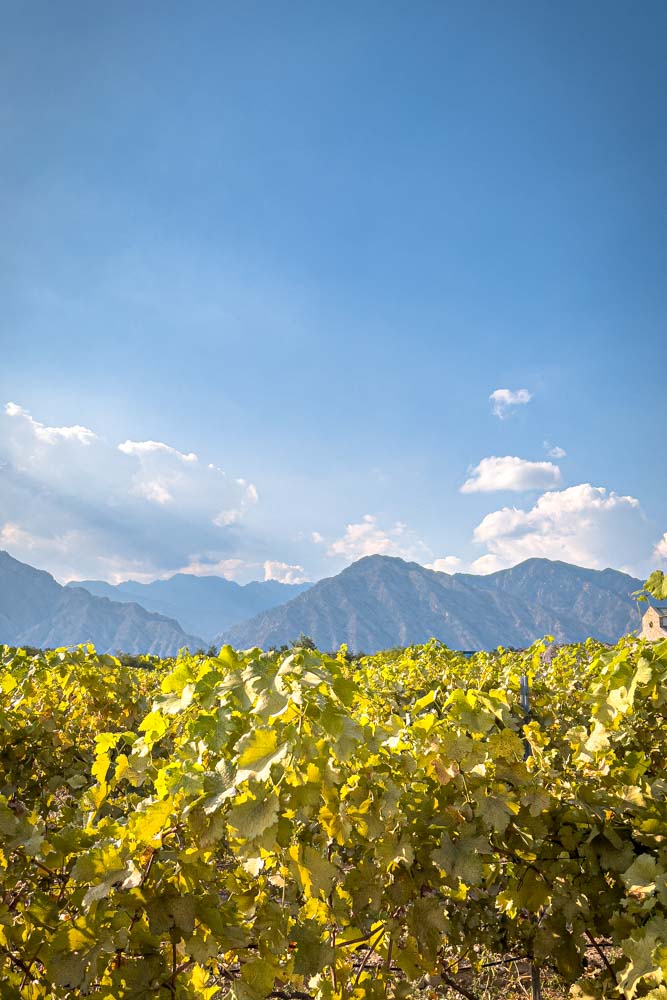 Wine Taste Through China's Wine Region of Ningxia Jade Vineyard View