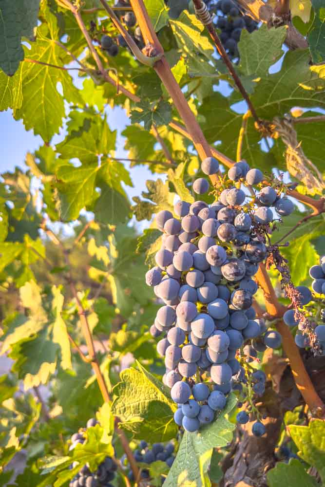 Wine Taste Through China's Wine Region of Ningxia Legacy Peak Grapes