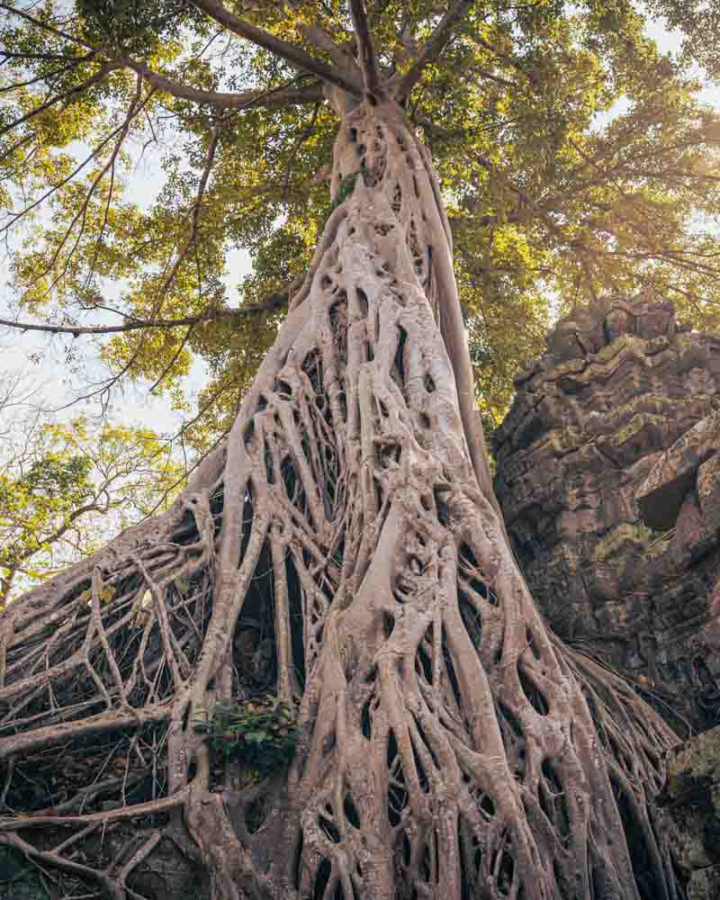 Cambodia Multi-Day Trip 6 Temple Tree
