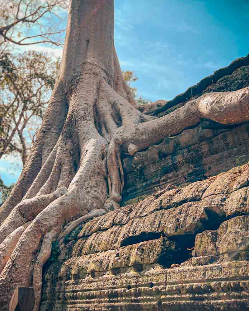 Cambodia Multi-Day Trip 6 Temple Wall Tree