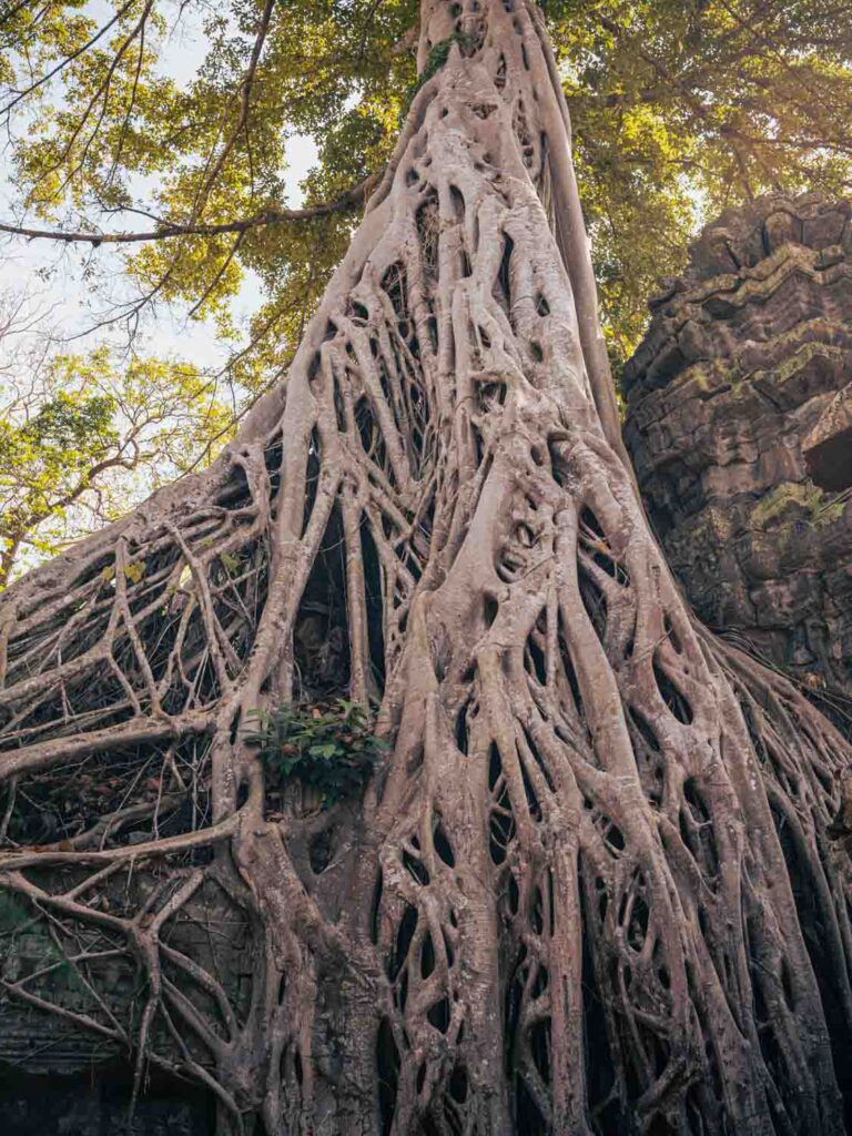 Unique tree at Angkor Wat