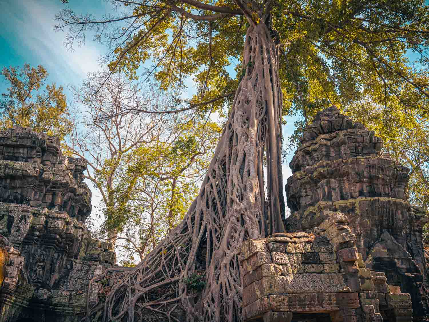 Siem Reap Full Day Tour Angkor Wat Tree