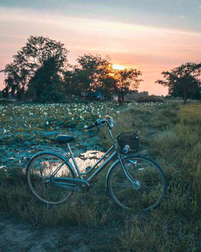 Bicycle in lotus fields