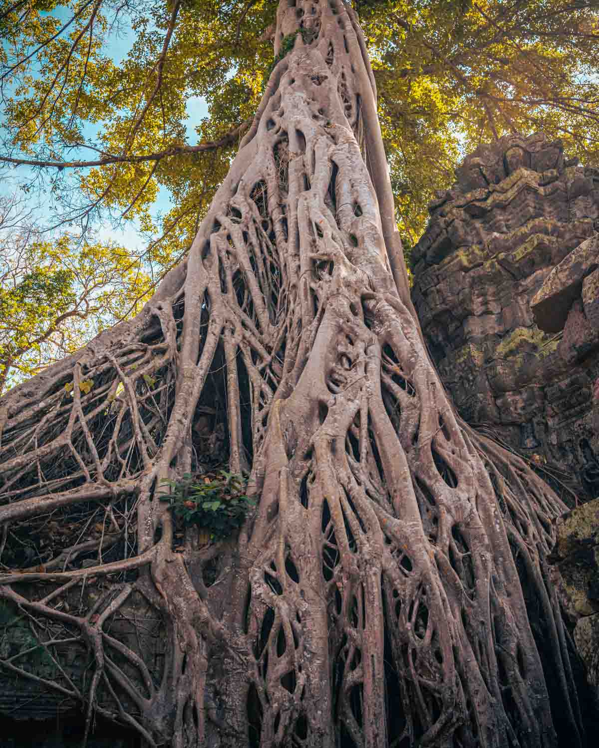 Siem Reap Full-Day Temples & Food Tour Tree
