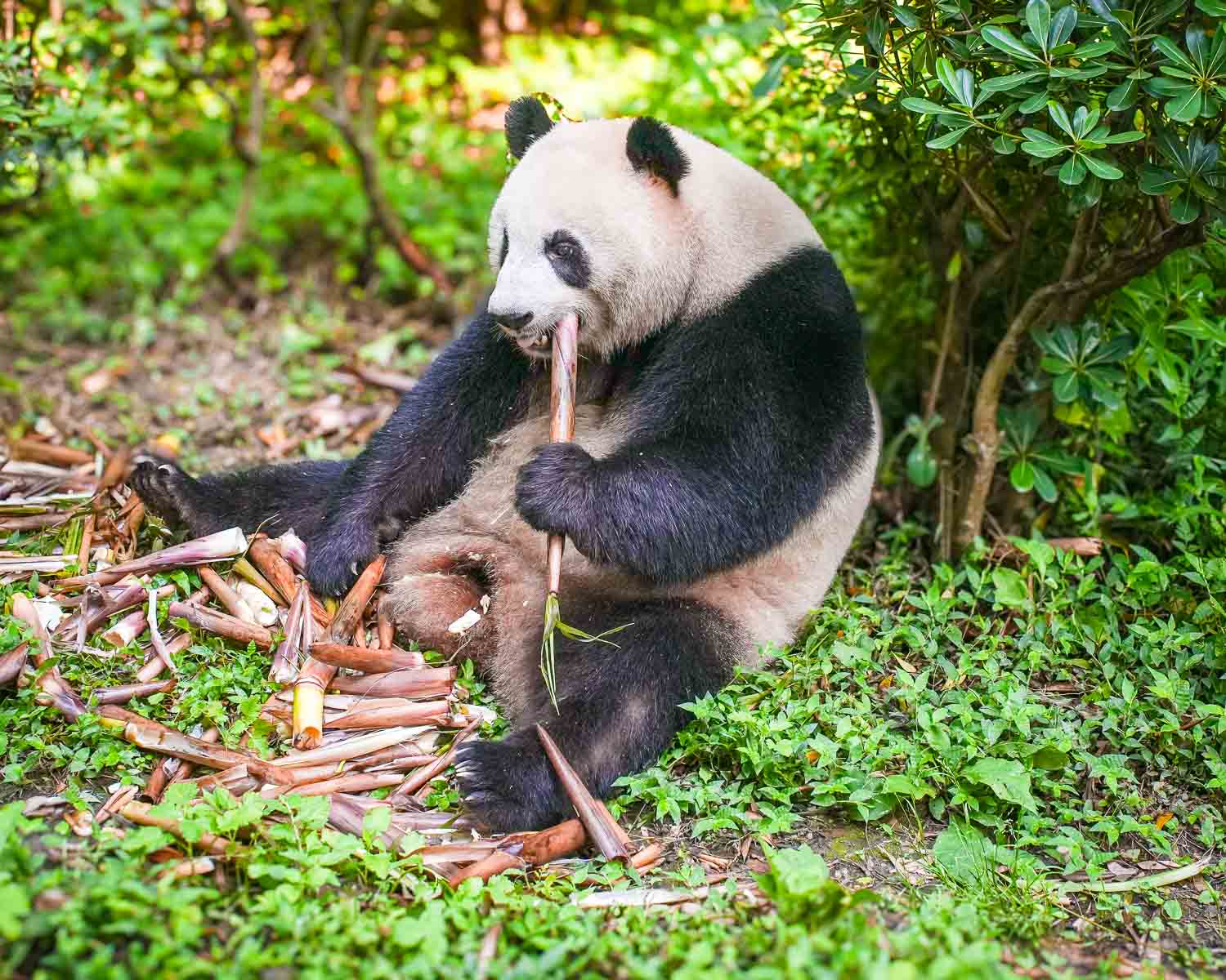 Chengdu Travel Guide | 2026 Best Things to Do, Eat & See in ...
