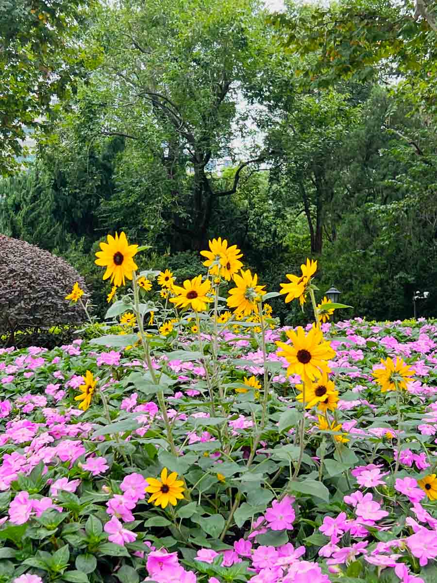 SH_ZHONGSHAN PARK-4