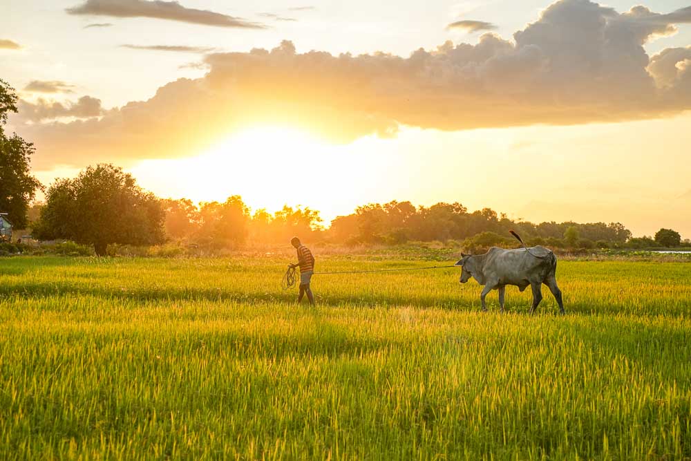Cambodia Food Tours Countryside