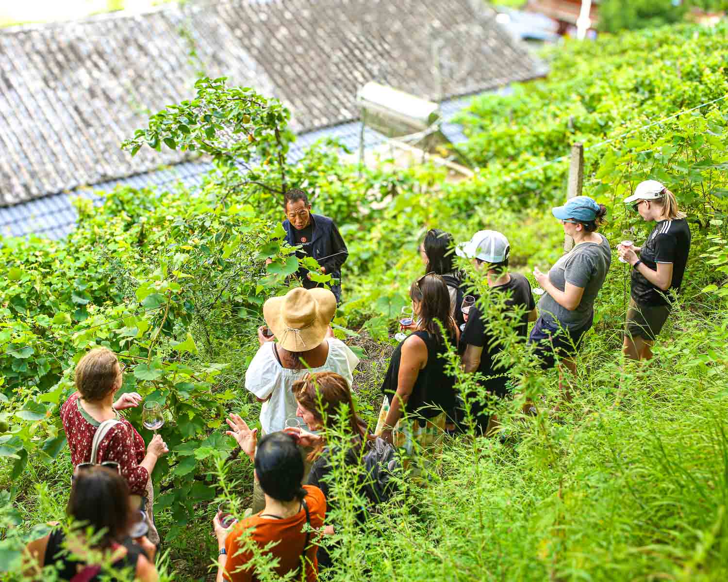 Hongxing and Guests in Vineyard