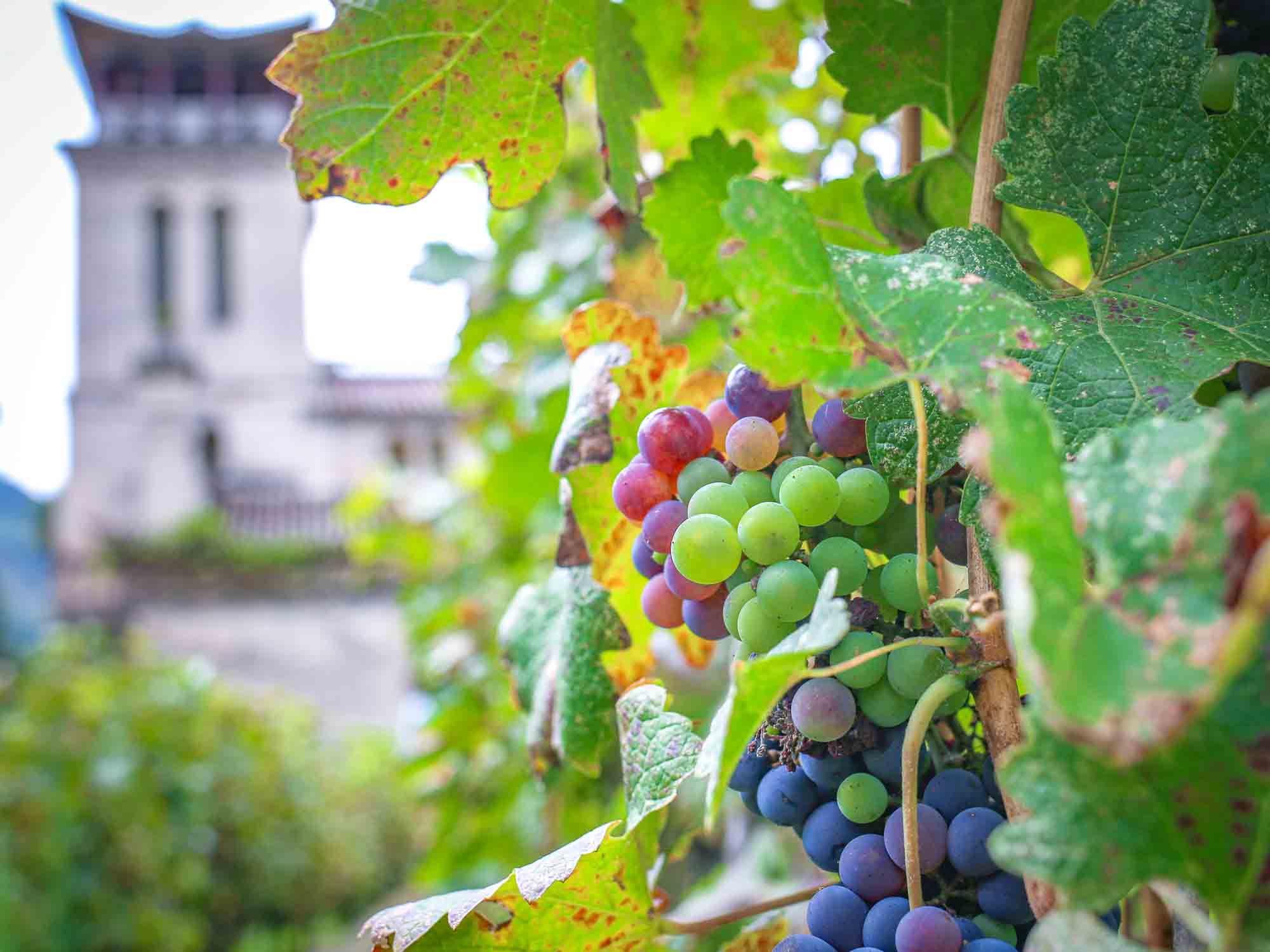 Rose Honey Grapes Growing in the Cathedral Vineyard