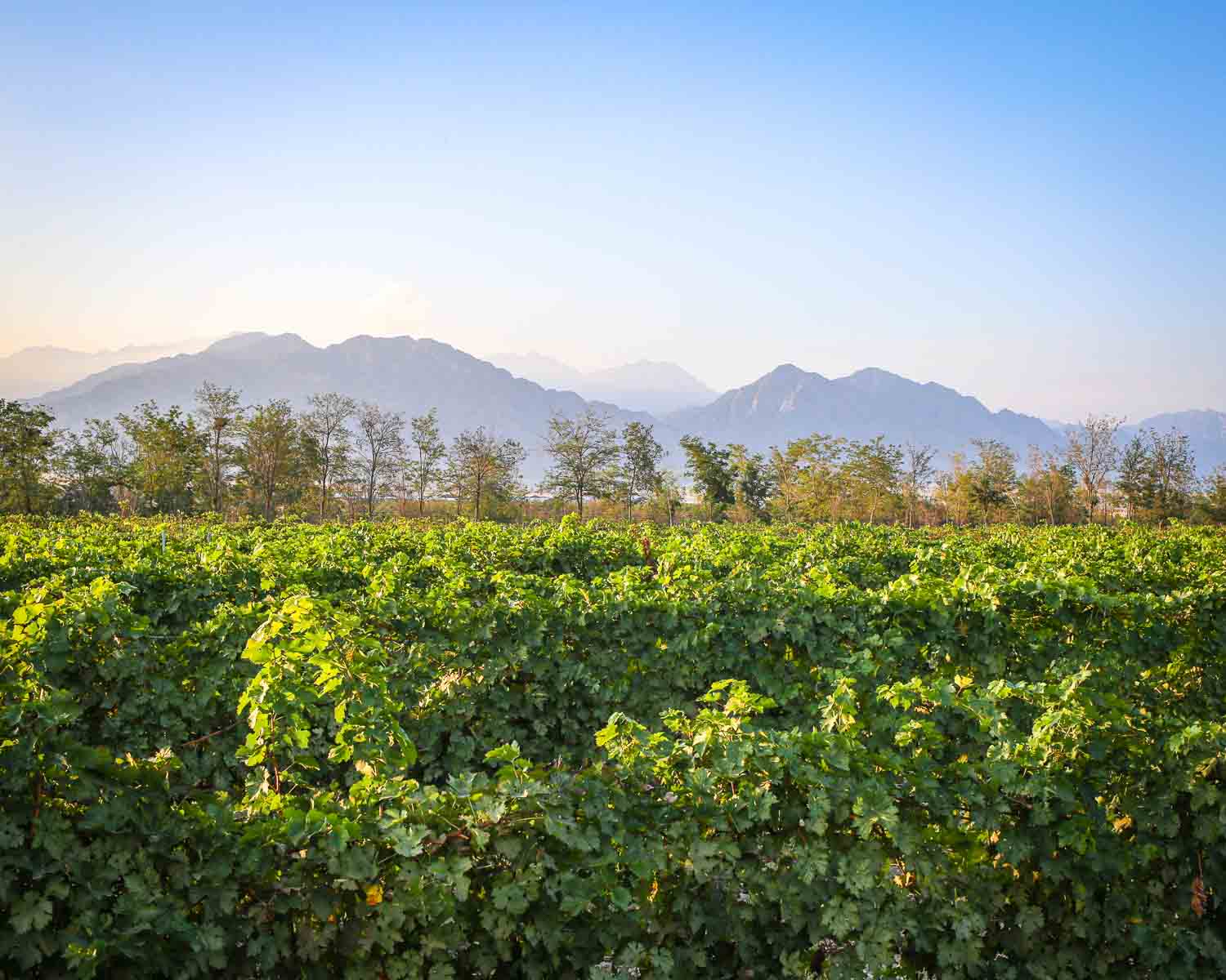 Vineyard with mountain backdrop