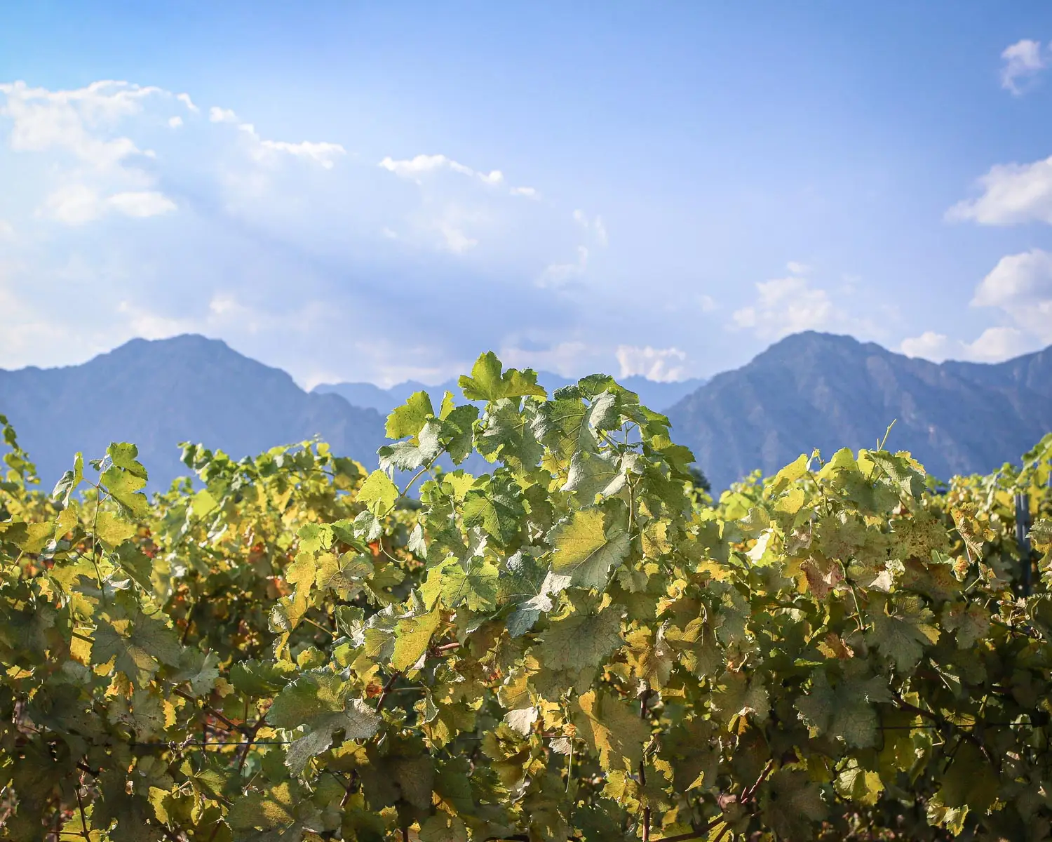 Vineyard view with mountains