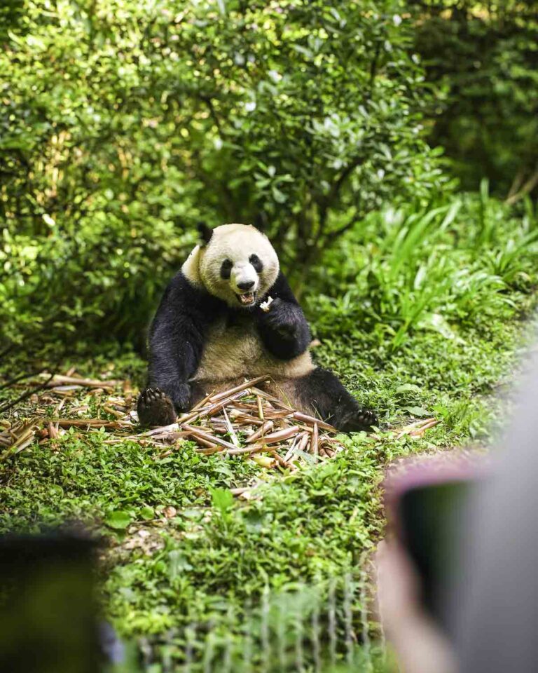 People Watching Panda
