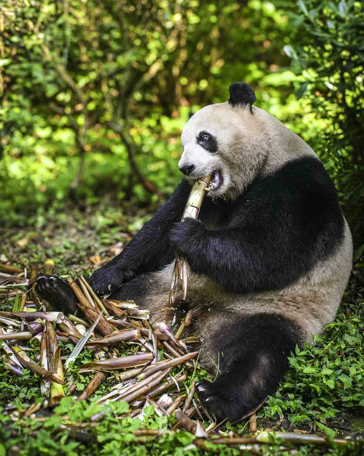 Panda absolutely housing a bamboo shoot