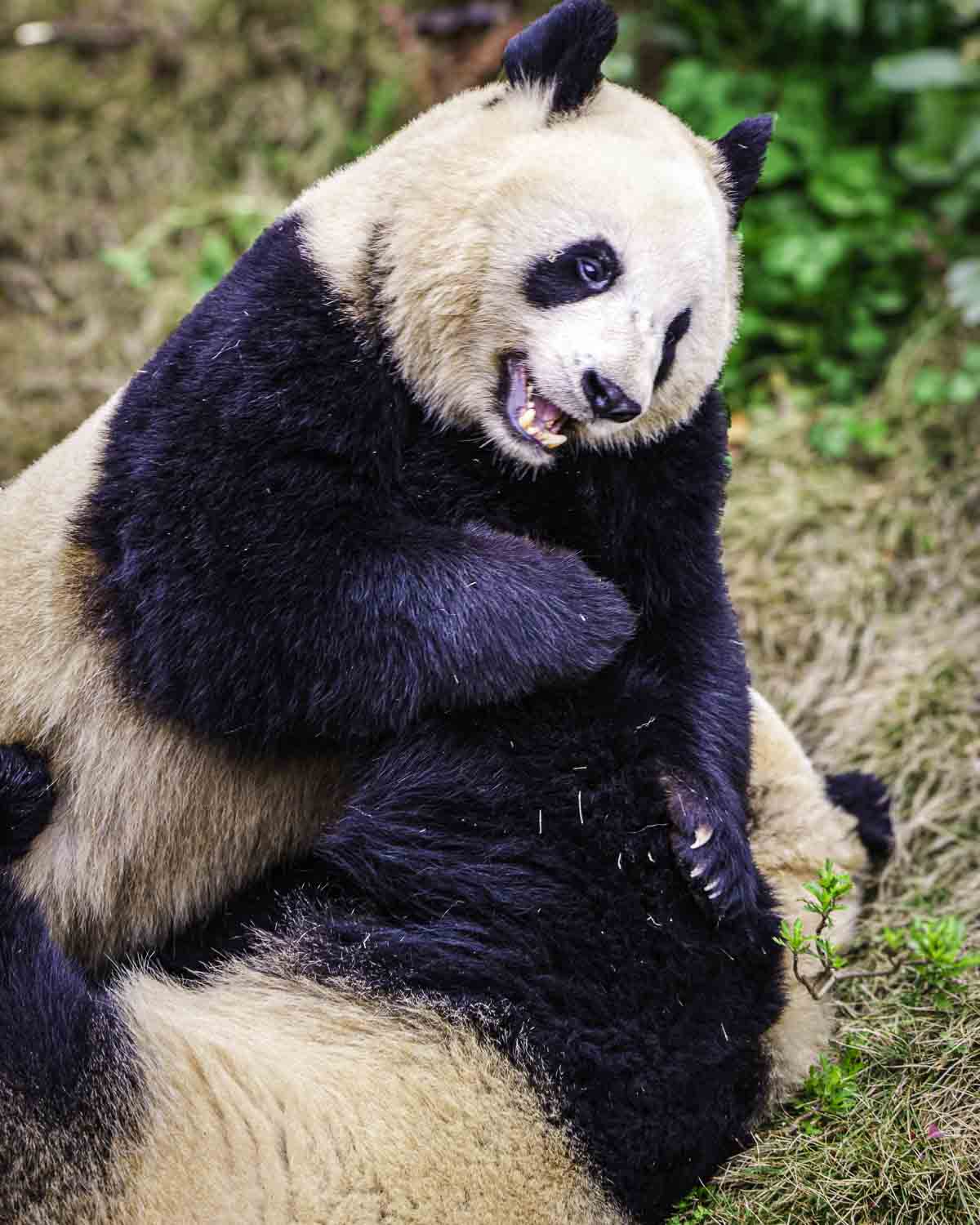Two Pandas Playing