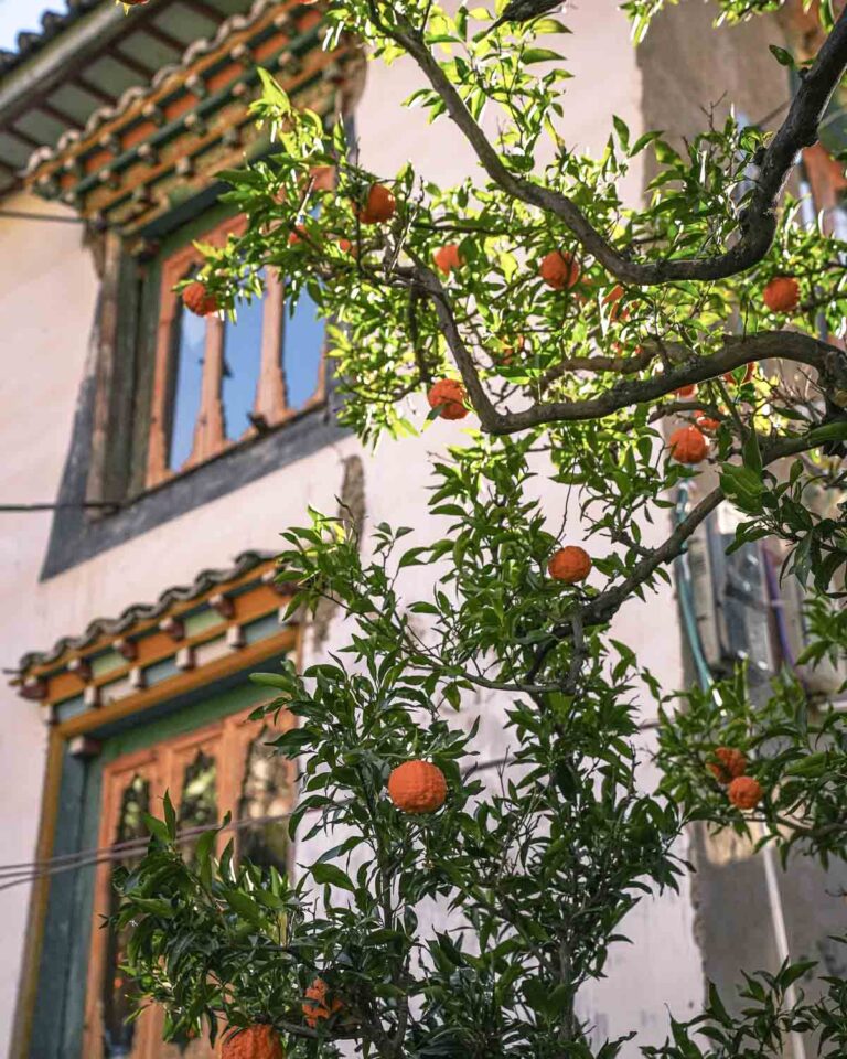 Orange tree outside Tibetan house