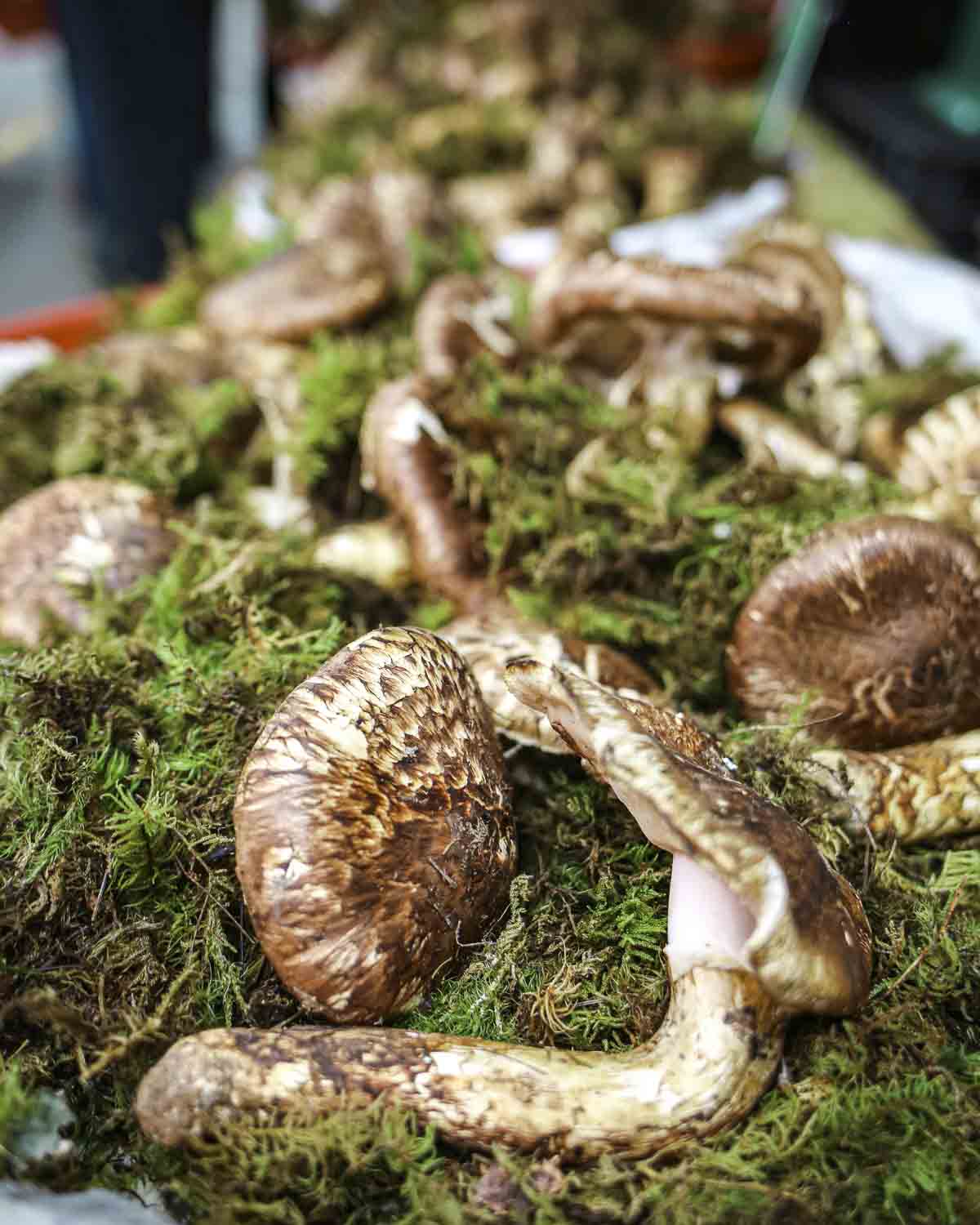 Foraged mushrooms at the market