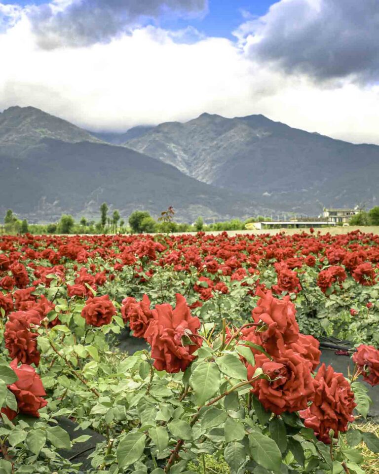 Rose fields with mountains