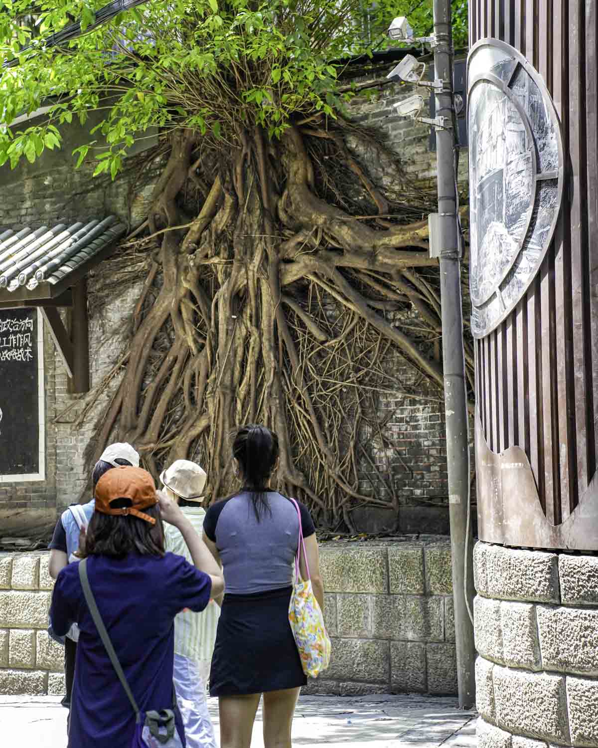 Huge tree during city walk