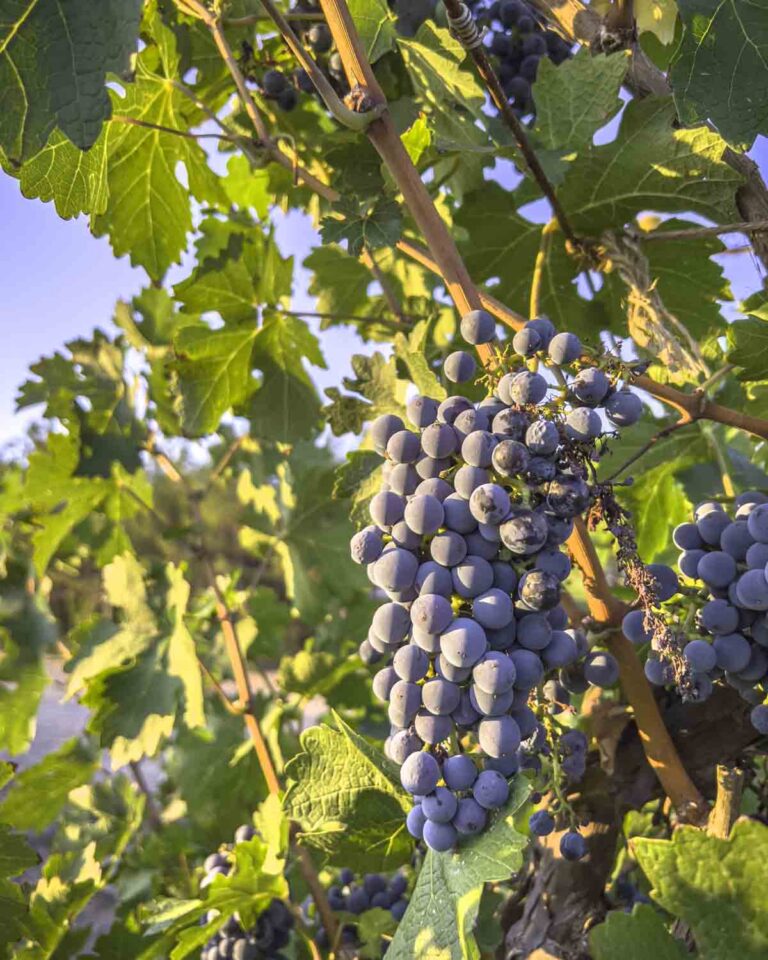 Grapes reflecting in sun