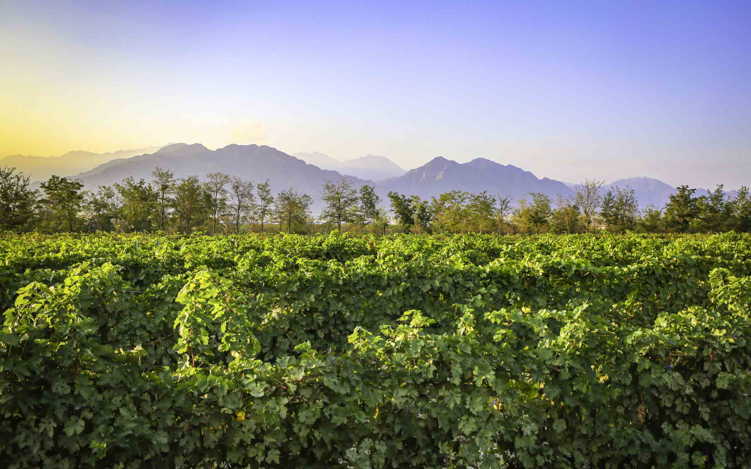 View of vineyards and mountains